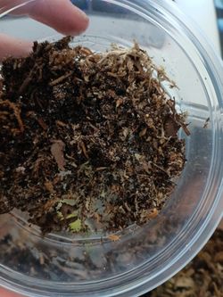 Powder Orange Isopods