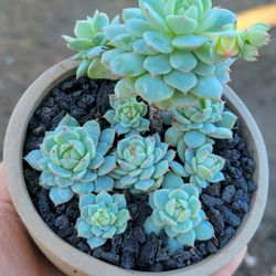 Echeveria Edenbergii Succulent