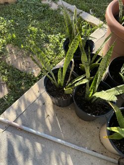 Lengua De Suegra/ Altman Plants