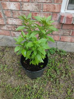 Basil plant