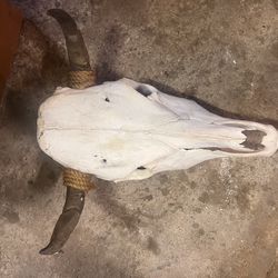 Cow Skull