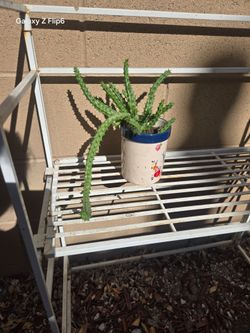 Live Cactus Plant in Decorative Pot