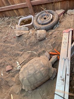Spare tire