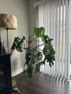 Plant