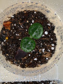 Fresh Hoya Serpens cuttings