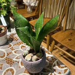 Snake Pot On Ceramic Pot