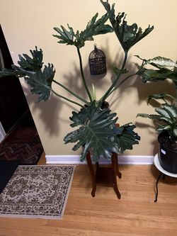 🌿Philodendron Plant🌿