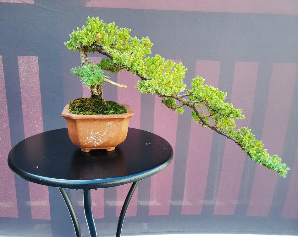 Juniper Bonsai for Sale in Glendale Heights, IL OfferUp