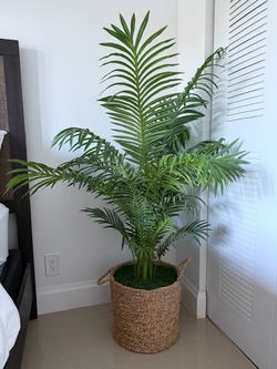 Palm Tree