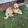 Fuggle Nugget