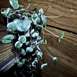 VSOH Variegated String Of Hearts Plant.