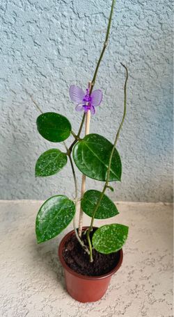 Hoya  verticillata  splash  plant