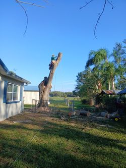 Se Remueven Ramas Y Arboles 