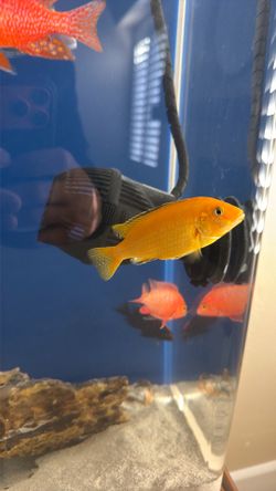 Aquarium decor
