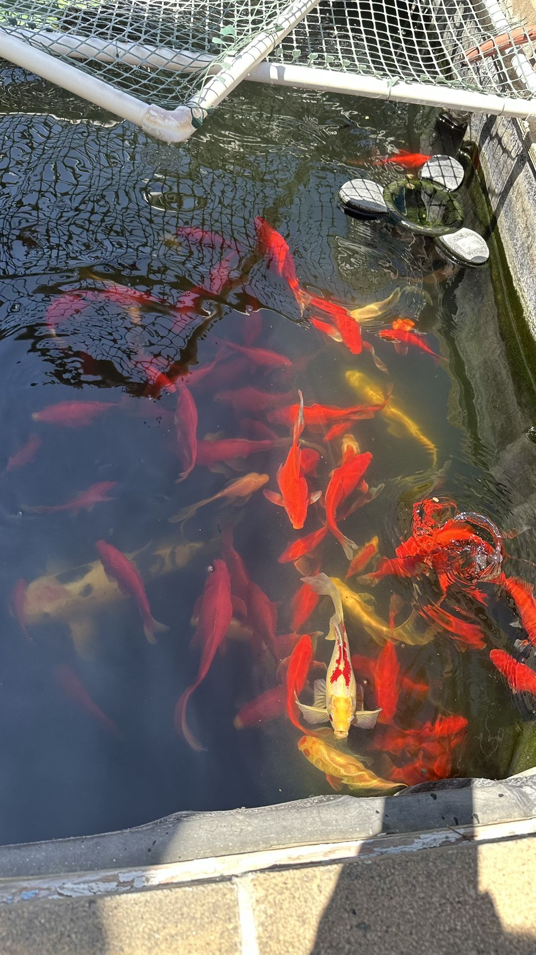 1200+ Gallons Koi Pond And All Accessories