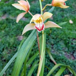 Cymbidium Pauwelsii Orchidroots
