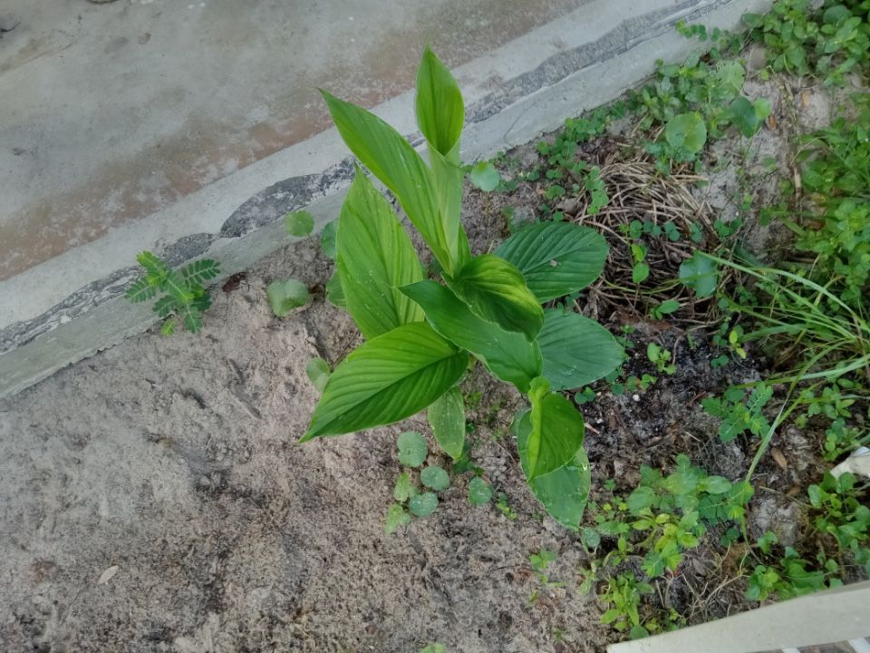 Turmeric Plant 