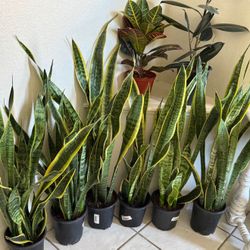 ♥️BEST PLANT ON PLANET♥️Snake Plants In 7” pot 36” to 42” tall