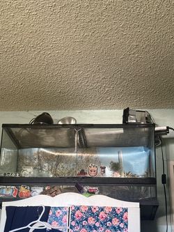 Bearded Dragon Tank