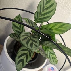 Prayer Plant