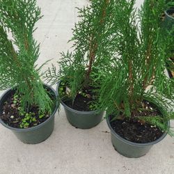 Pinos Tulia 1/2gallon 