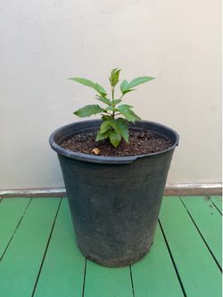 Tacoma yellow golden (Tronadora)