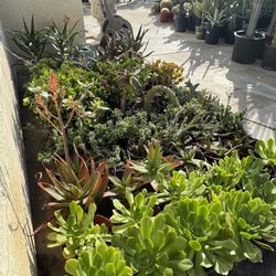 Large Succulent Plants