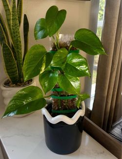 Pothos Plant in Black Ceramic Pot