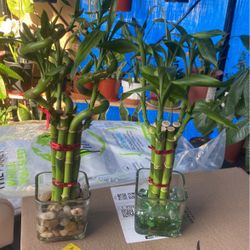 Healthy Bamboo Plant