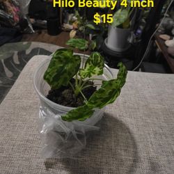 Hilo Beauty House Plant 
