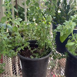 Herb  Plants