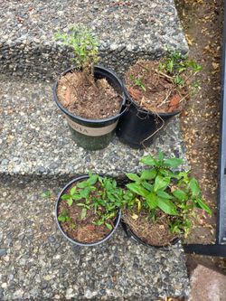 Free plants