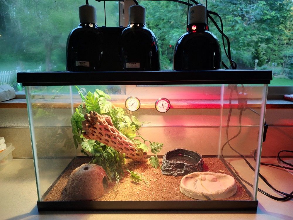 20 Gallon Terrarium - Reptile Tank - Complete Setup