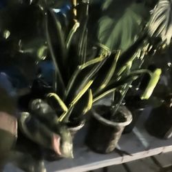 In And Out Beautiful Plants ,special Sale 