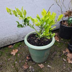 FREE Small Makrut Lime Tree