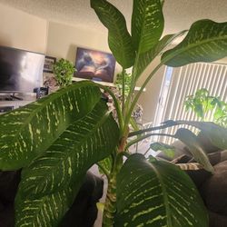 Dieffenbachia Plant