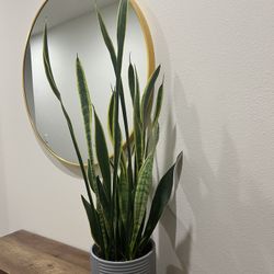 Real 40” Shake Plant 