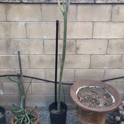 Beautiful Cactus