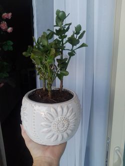 outdoorPlanet white pot ceramic pot garden Christmas gifts