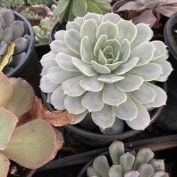 Succulent 1 Gallon Pot 
