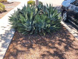 Free Agave Plants, You dig up