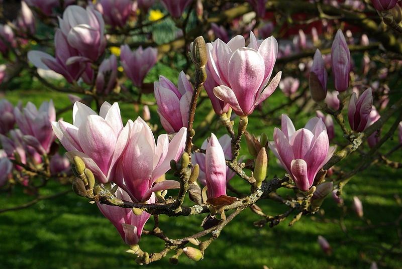 2 Types Of Magnolia Trees —