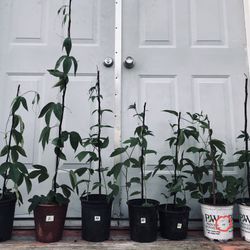 Passion Fruit Plants —— You Will Get Fruits This Year!