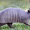 Armadillo Sales