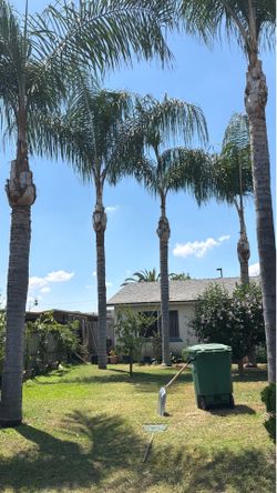 Expert palm tree pruning-affordable & professional.”