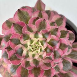 Aeonium White Moon Light 
