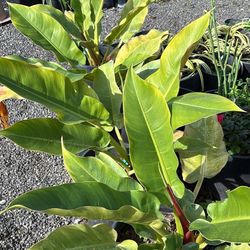 Philodendron Imperial Green