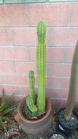 San Pedro and Unknown Cactus