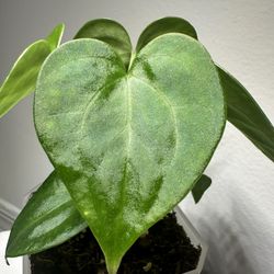 Double Headed Anthurium King Of Clarinervium