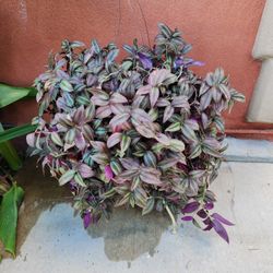 Hanging Tradescantia Zebrina Wandering Jew 